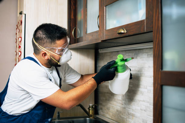 Best Local Pest Control Services  in Port Angeles, WA