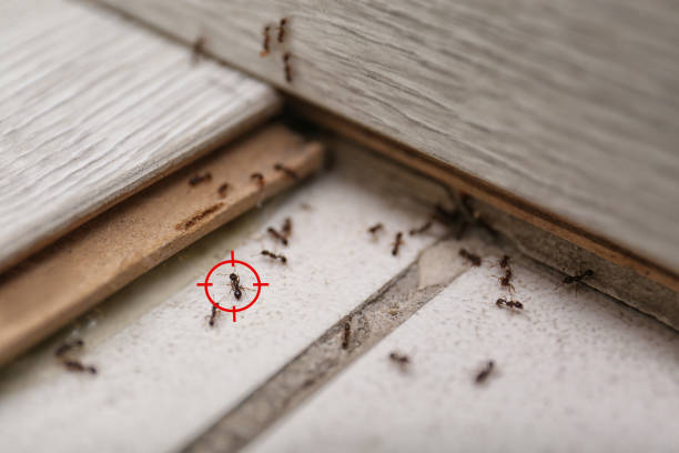 Best Commercial Pest Control Services  in Port Angeles, WA